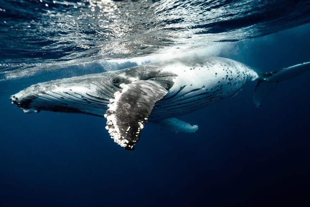 Amazing Whales – 9 Best Locations to Spot Them Image source